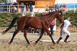 Red Valmont, konec sezóny 2009