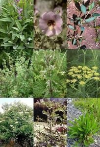 Leros Pulmoran Horse