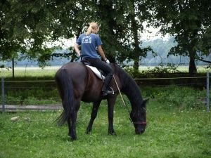 Pasení je bez udidla příjemnější