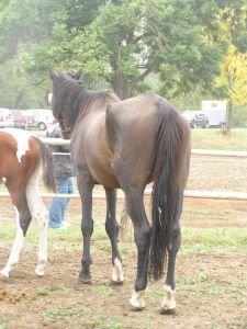 Valach klod v říjnu 2008, kdy se dostal k nové majitelce
