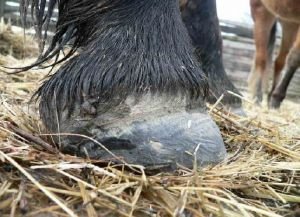 Ustulina - schvácené kopyto