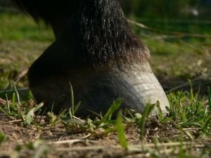 Ustulina Kopyto 2008