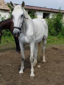 Antibiotika nepomáhají  Alcala má problémy s dýcháním a rapidně hubne