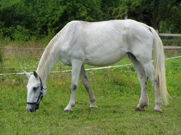 Pohublá Alcala bojuje s infekcí