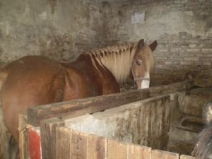 doma na stání po návratu z výběhu 