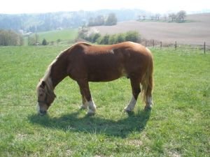 U původních majetelů, kde ještě pracoval a je nasvalený U původních majetelů, kde ještě pracoval a je nasvalený