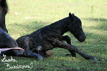 novorozené hříbě