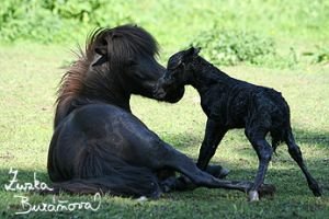 klisna a hříbě po porodu