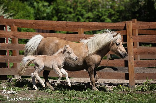 několik dní staré hříbě s matkou
