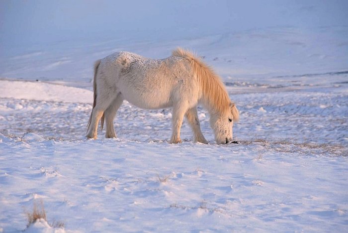 Islandští koně v zimě