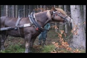 Záběry z dokumentu ASCHK