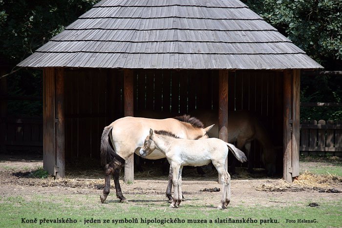 koně převalského koně převalského