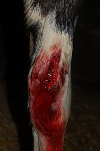 listopad 2009, čertvá rána