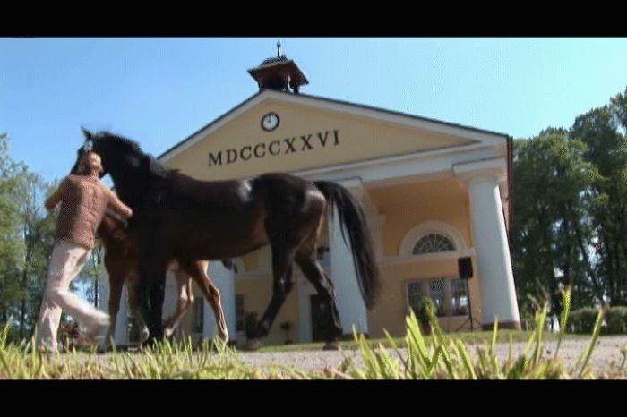 Albertovská klisna s hříbětem