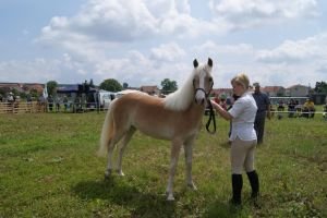 Aschely, hafling, vítězka třídy 1-2letých klisniček