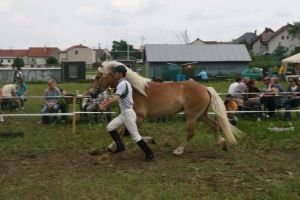 Angelique, hafling, vítězka třídy 3-6letých klisen