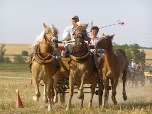 haflingové pana Drápely