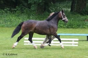 Welsh pony a cob