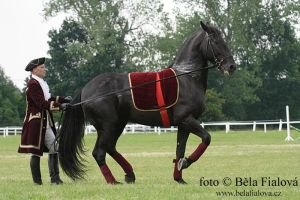 Vysoká škola nad zemí v podání p. Dvořáka a Siglavi Pakra Basiliky VIII
