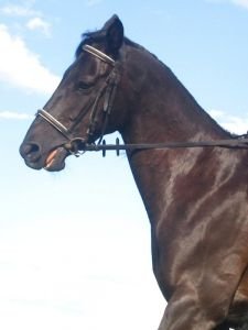 Klisna, bránící se přilnutí