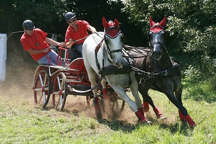 závody spřežení 