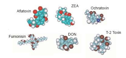 prostorové struktury častých mykotoxinů