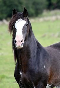 clydesdale
