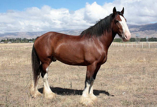 clydesdale clydesdale