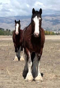 clydesdale