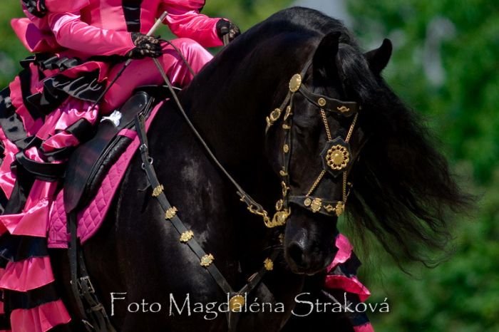 Gerke van de Louisehoeve