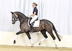 Fantastico Florencio Frenchman