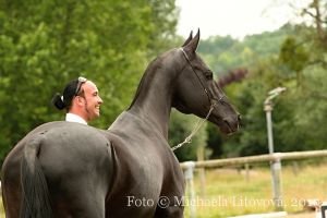 vítěz kategorie pětiletých a starších hřebců