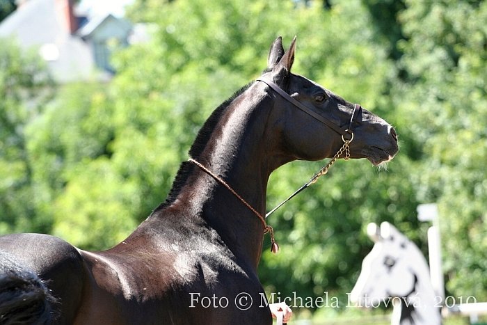 otec vítězů ročních hřebečků a klisen