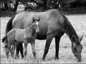 klisna s hříbětem