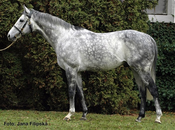 anglický plnokrevník Scyris anglický plnokrevník Scyris