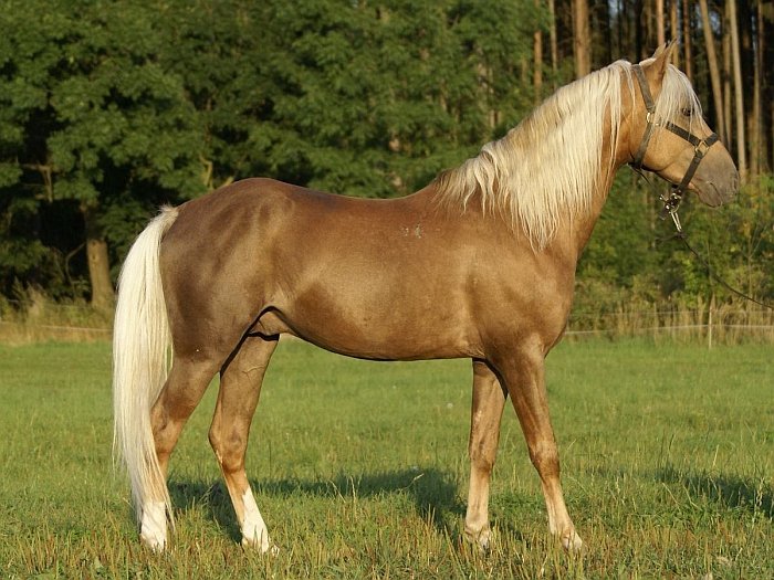 český sportovní pony Del Aifr český sportovní pony Del Aifr