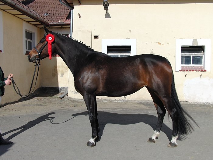 český teplokrevník Margareta český teplokrevník Margareta