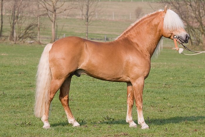 hafling - Aquavit I hafling - Aquavit I