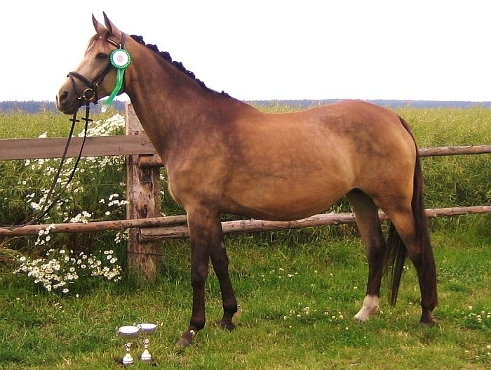 kůň Kinský Legacy Kinská kůň Kinský Legacy Kinská