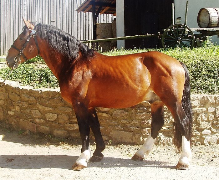 norický kůň Streit norický kůň Streit