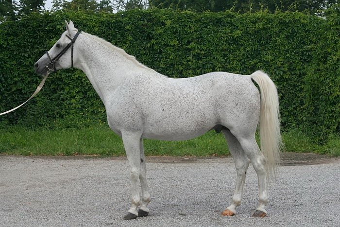 shagya-arab O´Bajan IV - CZ (Osiek) shagya-arab O´Bajan IV - CZ (Osiek)