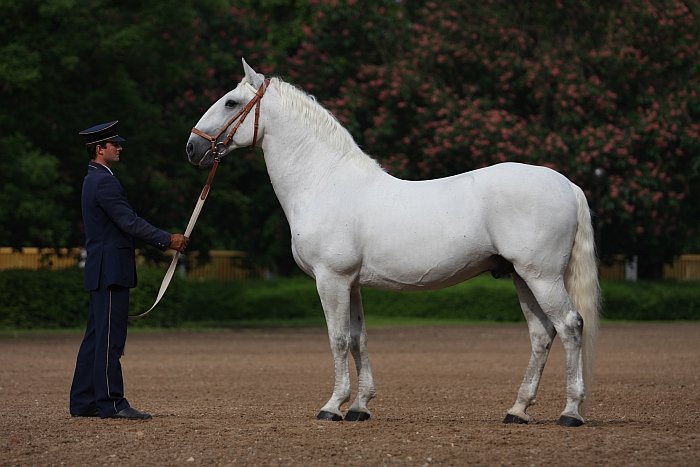 starokladrubský kůň Rudolfo Curiosa V starokladrubský kůň Rudolfo Curiosa V