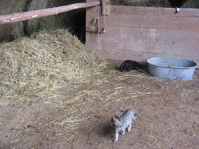 deratizéři deratizéři