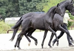 Katalogové číslo 93 Schokolata