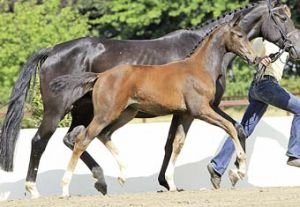 Katalogové číslo 244 Florence Katalogové číslo 244 Florence