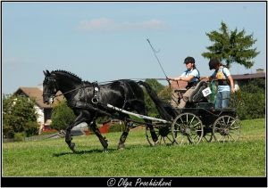  Ing. Kateřina Neumannová (NH Kladruby n. L. s.p.o.) a Solo Siria X-40