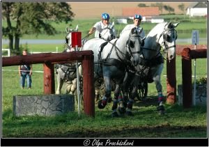 Jiří Nesvačil ml. (NH Kladruby n. L. s.p.o.) - vítěz čtyřspřeží