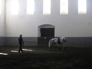 Lonžování na dvou lonžích