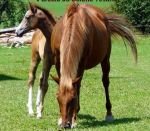 moravský teplokrevník