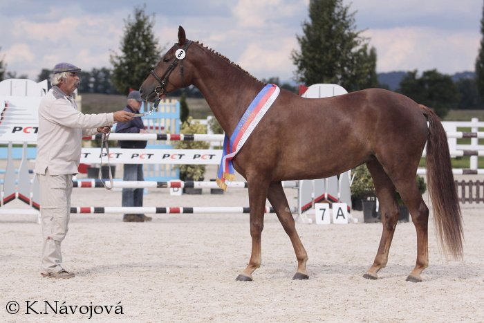 Hubert Brodský, Corvona